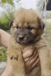 589955030_1168718962073463_7702595728782023807_n.jpg - ต้องการบ้านค่ะ ยากที่สุดคือหาบ้านให้สีขาทั้งหลาย เด็กๆกลุ่มนี้พี่น้องกันเป็นพันธุ์ผสม ขาสั้น หน้าตาน | https://www.santisookdogandcat.org