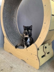 589496672_1168741118737914_5668020816103579744_n.jpg - หาบ้านให้มิ้วๆ แมวกลุ่มนี้ ทำวัคซีนครบ ตรวจโรคแล้ว อายุ5-6เดือน มีทั้งเพศผู้และเมีย ตัวจริงน่ารักมาก | https://www.santisookdogandcat.org