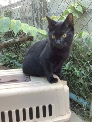 589518535_1168741348737891_9035173867246067337_n.jpg - หาบ้านให้มิ้วๆ แมวกลุ่มนี้ ทำวัคซีนครบ ตรวจโรคแล้ว อายุ5-6เดือน มีทั้งเพศผู้และเมีย ตัวจริงน่ารักมาก | https://www.santisookdogandcat.org