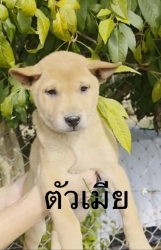 593297518_1175258434752849_3655912096472847912_n.jpg - ต้องการบ้านค่ะ ยากที่สุดคือหาบ้านให้สีขาทั้งหลาย เด็กๆกลุ่มนี้พี่น้องกันเป็นพันธุ์ผสม ขาสั้น หน้าตาน | https://www.santisookdogandcat.org