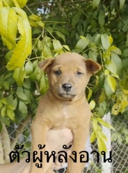 593522139_1175258424752850_1265108129102856118_n.jpg - ต้องการบ้านค่ะ ยากที่สุดคือหาบ้านให้สีขาทั้งหลาย เด็กๆกลุ่มนี้พี่น้องกันเป็นพันธุ์ผสม ขาสั้น หน้าตาน | https://www.santisookdogandcat.org