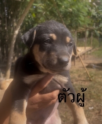 594415292_1175258161419543_5891208332315446646_n.jpg - ต้องการบ้านค่ะ ยากที่สุดคือหาบ้านให้สีขาทั้งหลาย เด็กๆกลุ่มนี้พี่น้องกันเป็นพันธุ์ผสม ขาสั้น หน้าตาน | https://www.santisookdogandcat.org