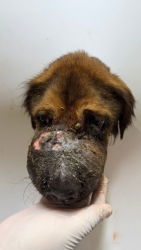 596668503_1180520484226644_6648658400895162217_n.jpg - Update เจ้าปิงสุนัขเป็นมะเร็ง TVT เป็นเวลา 21 วันแล้วที่เราให้การรักษาโรคมะเร็ง  | https://www.santisookdogandcat.org