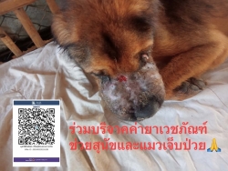 597234796_1180514800893879_4823546690121237499_n.jpg - Update เจ้าปิงสุนัขเป็นมะเร็ง TVT เป็นเวลา 21 วันแล้วที่เราให้การรักษาโรคมะเร็ง  | https://www.santisookdogandcat.org