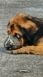 599949065_1180520477559978_4899317527480317578_n.jpg - Update เจ้าปิงสุนัขเป็นมะเร็ง TVT เป็นเวลา 21 วันแล้วที่เราให้การรักษาโรคมะเร็ง  | https://www.santisookdogandcat.org