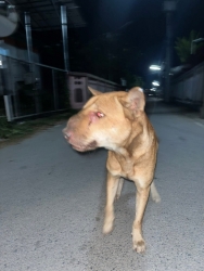 597684641_1183303157281710_8496804038685254158_n.jpg - สุนัขเป็นมะเร็งTVT ✅ เขาเป็นสุนัขเพศผู้ ที่อาศัยอยู่ตามตลาด แถว ต้นเปา-บ่อสร้าง มีคนใจดีคอยให้อาหาร | https://www.santisookdogandcat.org