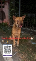 599589670_1183302997281726_8471155930802098820_n.jpg - สุนัขเป็นมะเร็งTVT ✅ เขาเป็นสุนัขเพศผู้ ที่อาศัยอยู่ตามตลาด แถว ต้นเปา-บ่อสร้าง มีคนใจดีคอยให้อาหาร | https://www.santisookdogandcat.org