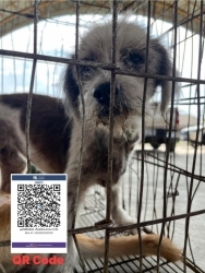 609064287_1198688722409820_7864179645841240368_n.jpg - สุนัขก้อนเนื้องอก น้องเป็นสุนัขที่ถูกนำมาปล่อยทิ้ง“ ทางมูนิธิช่วยเหลือมาจาก ลำปางในช่วงที่ทำหมัน สุน | https://www.santisookdogandcat.org