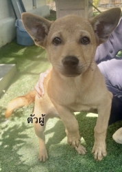 611181807_1202525218692837_5665447055991314687_n.jpg - Poppy’s For adoption only น้องหมาหาบ้าน อายุ2-3 เดือนวัคซีนครบ ทำหมันให้ฟรี | https://www.santisookdogandcat.org