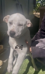 613913359_1202525192026173_4140679357304075090_n.jpg - Poppy’s For adoption only น้องหมาหาบ้าน อายุ2-3 เดือนวัคซีนครบ ทำหมันให้ฟรี | https://www.santisookdogandcat.org