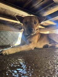 615822650_1210755777869781_7747069519762404406_n.jpg - สุนัข TVT การรักษาดูแลที่ยาวนาน กว่าจะหายรอดปลอดภัย เมื่อเขาแข็งแรงดี เราจะทำหมัน สุนัขบางตัวสามารถก | https://www.santisookdogandcat.org