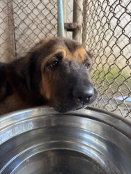 617647040_1210755757869783_692590922834467062_n.jpg - สุนัข TVT การรักษาดูแลที่ยาวนาน กว่าจะหายรอดปลอดภัย เมื่อเขาแข็งแรงดี เราจะทำหมัน สุนัขบางตัวสามารถก | https://www.santisookdogandcat.org