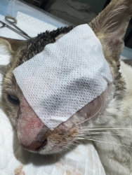 628439733_1223887433223282_4738864351259530192_n.jpg - เจ้าเหมียวผู้น่าสงสาร จากอำเภอปาย ที่ถูกอะไรก็ไม่ทราบแน่ชัด จึงต้องส่งตัวลงมาเพื่อผ่าตัดเอาลูกตาออกเ | https://www.santisookdogandcat.org