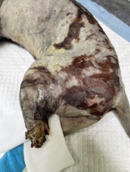 657600285_1264871899124835_2056005820457353250_n.jpg - ลาก่อน โจโจ้ update แมวจรที่ทางมูลนิธิช่วยเหลือมา สุดท้ายน้องก็หลับสบายจริงๆ | https://www.santisookdogandcat.org