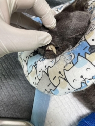 659824359_1264871845791507_3125712747015958810_n.jpg - ลาก่อน โจโจ้ update แมวจรที่ทางมูลนิธิช่วยเหลือมา สุดท้ายน้องก็หลับสบายจริงๆ | https://www.santisookdogandcat.org