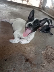 708890270_1315742674037757_4333956274266942571_n.jpg - Puppys for adoption บ้านให้ลูกสุนัขพันธุ์ไทย ลูกสุนัข อายุ 8 สัปดาห์ สุขภาพดี | https://www.santisookdogandcat.org