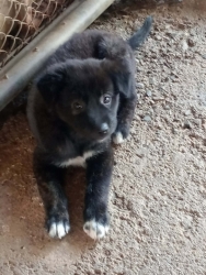 709013989_1315742650704426_1515897949207385185_n.jpg - Puppys for adoption บ้านให้ลูกสุนัขพันธุ์ไทย ลูกสุนัข อายุ 8 สัปดาห์ สุขภาพดี | https://www.santisookdogandcat.org