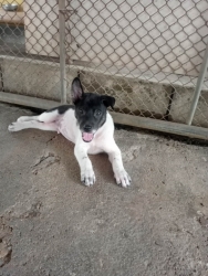 709549716_1315742657371092_3547067916051824196_n.jpg - Puppys for adoption บ้านให้ลูกสุนัขพันธุ์ไทย ลูกสุนัข อายุ 8 สัปดาห์ สุขภาพดี | https://www.santisookdogandcat.org