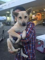 69515714_373047420035138_943640693304197120_n.jpg - Foxy Flying to Ontario Canada Have a safe traveling love you and miss you foxy You are the best Street dog I had been rescue Good luck Sweetheart | https://www.santisookdogandcat.org
