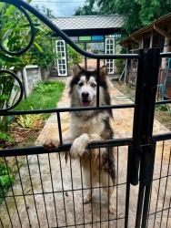 718068235_1327167279561963_7772528660239670181_n.jpg - หาบ้านถาวร สุนัขไซบีเรียน ฮัสกี้ เพศผู้ อายุ 3 ขวบ | https://www.santisookdogandcat.org