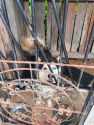 720588066_1327167232895301_6465942843757114072_n.jpg - หาบ้านถาวร สุนัขไซบีเรียน ฮัสกี้ เพศผู้ อายุ 3 ขวบ | https://www.santisookdogandcat.org