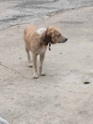 721860375_1330352912576733_5678582981188580221_n.jpg - สุนัขบาดเจ็บ มีวัตถุรัดคอ จังหวัดลำพูน | https://www.santisookdogandcat.org