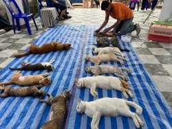 722162761_1332070352404989_3764725795583741375_n.jpg - ดีที่สุด..หยุดที่ทำหมัน โครงการทำหมันเพื่อหยุดการขยายพันธุ์ | https://www.santisookdogandcat.org