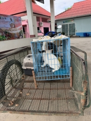 722285973_1332069955738362_5273174906598827385_n.jpg - ดีที่สุด..หยุดที่ทำหมัน โครงการทำหมันเพื่อหยุดการขยายพันธุ์ | https://www.santisookdogandcat.org