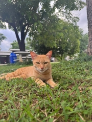 731104802_1342166728062018_8744046750154207459_n.jpg - 1 ปีผ่านไป กลับมาเจอมิ้วๆ ที่เคยทำหมัน เดินมาต้อนรับ | https://www.santisookdogandcat.org