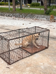 732871689_1345993574346000_2449997757479153707_n.jpg - ทำหมันสุนัขจรจัด (ฟรี) 20 ตัว ศูนย์ฝึกตำรวจภาค 5 จังหวัดลำปาง | https://www.santisookdogandcat.org