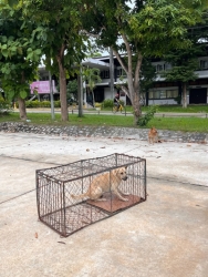 733145987_1345993261012698_1187167425904751918_n.jpg - ทำหมันสุนัขจรจัด (ฟรี) 20 ตัว ศูนย์ฝึกตำรวจภาค 5 จังหวัดลำปาง | https://www.santisookdogandcat.org