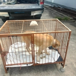 733414880_1346626764282681_840635482565046129_n.jpg - ส่งกลับสุนัขบ่วงรัดคอ รักษาหายแล้ว กลับสู่ถิ่นเดิม | https://www.santisookdogandcat.org