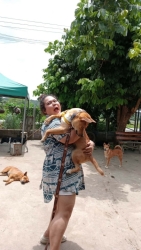 758671242_1366489905629700_6140375135455911362_n.jpg - ทุกชีวิตสี่ขาที่เรารับเข้ามาดูแล และหลายชีวิตที่ได้บ้านใหม่ | https://www.santisookdogandcat.org