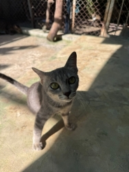 759904570_1368546582090699_2966789616123108141_n.jpg - หาบ้านให้แมวน้อย มีแมวและลูกแมวพร้อมรับอุปการะ | https://www.santisookdogandcat.org