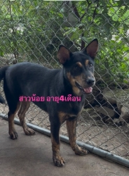 761384379_1374101204868570_586253313840134533_n.jpg - หาบ้านให้สี่ขาผู้น่ารัก ตูบน้อยนิสัยดี วัคซีนครบ ทำหมันให้ฟรี | https://www.santisookdogandcat.org