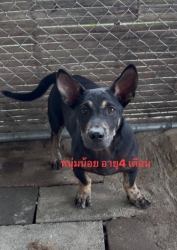765059763_1374100701535287_2177574136155393037_n.jpg - หาบ้านให้สี่ขาผู้น่ารัก ตูบน้อยนิสัยดี วัคซีนครบ ทำหมันให้ฟรี | https://www.santisookdogandcat.org