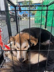 20261007085819_3.jpg - ทำหมันสุนัขและแมว อบต.น้ำบ่อหลวง สันป่าตอง จำนวน 95 ตัว | https://www.santisookdogandcat.org