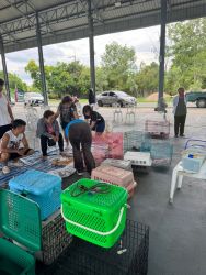 20261007085819_4.jpg - ทำหมันสุนัขและแมว อบต.น้ำบ่อหลวง สันป่าตอง จำนวน 95 ตัว | https://www.santisookdogandcat.org