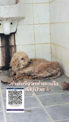 20261007101738.jpg - สิ่งมีชีวิตที่..ซื่อสัตย์ที่สุด แต่กลับถูกทิ้ง รับสุนัขป่วยไร้ที่พึ่งเข้ามาดูแลในบ้านหลังสุดท้าย | https://www.santisookdogandcat.org