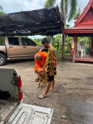 20261007105403.jpg - โครงการทำหมันสุนัขและแมว เทศบาลเกาะคาแม่ยาว อำเภอเกาะคา ลำปาง ร่วมกับเทศบาลเป็นครั้งที่สอง | https://www.santisookdogandcat.org