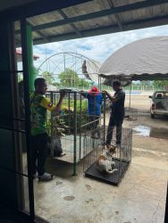 20261007105405.jpg - โครงการทำหมันสุนัขและแมว เทศบาลเกาะคาแม่ยาว อำเภอเกาะคา ลำปาง ร่วมกับเทศบาลเป็นครั้งที่สอง | https://www.santisookdogandcat.org