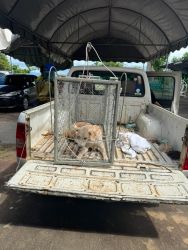 20261007105407.jpg - โครงการทำหมันสุนัขและแมว เทศบาลเกาะคาแม่ยาว อำเภอเกาะคา ลำปาง ร่วมกับเทศบาลเป็นครั้งที่สอง | https://www.santisookdogandcat.org