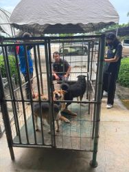 20261007105410.jpg - โครงการทำหมันสุนัขและแมว เทศบาลเกาะคาแม่ยาว อำเภอเกาะคา ลำปาง ร่วมกับเทศบาลเป็นครั้งที่สอง | https://www.santisookdogandcat.org