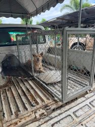 20261007105412.jpg - โครงการทำหมันสุนัขและแมว เทศบาลเกาะคาแม่ยาว อำเภอเกาะคา ลำปาง ร่วมกับเทศบาลเป็นครั้งที่สอง | https://www.santisookdogandcat.org