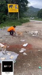 20261007105421.jpg - ไม่เคยว่าง ทำทันที..อย่าให้มีเดี๋ยว | https://www.santisookdogandcat.org