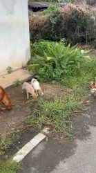 20261007112912.jpg - อาหารทุกเม็ดที่ท่านร่วมบริจาค แบ่งปันถึงสุนัขและแมวจรจัดบนอำเภอปาย แม่ฮ่องสอน | https://www.santisookdogandcat.org