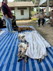 20261007112936.jpg - เสร็จสิ้น โครงการทำหมันสุนัขและแมว ตำบลบ้านดง อำเภอแม่เมาะ จังหวัดลำปาง จำนวน 112 ตัว | https://www.santisookdogandcat.org
