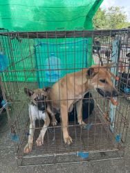 20261007112941.jpg - เสร็จสิ้น โครงการทำหมันสุนัขและแมว ตำบลบ้านดง อำเภอแม่เมาะ จังหวัดลำปาง จำนวน 112 ตัว | https://www.santisookdogandcat.org