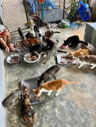 20261007115225.jpg - แมวตั้งท้องไวมาก แมวจรจัดทำหมันได้ตั้งแต่อายุ 5 เดือน น้ำหนัก 2 กิโลกรัมขึ้นไป | https://www.santisookdogandcat.org