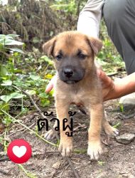 20261007115237.jpg - สี่ขาหาบ้านด่วน ลูกสุนัข 4 ตัว อายุ 45 วัน ทำวัคซีนและทำหมันให้ฟรี | https://www.santisookdogandcat.org
